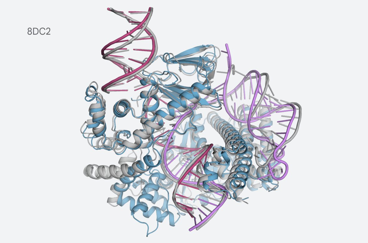 Digitally rendered image of the predicted structure for CasLambda (Cas12l) bound to crRNA and DNA, part of the CRISPR subsystem.