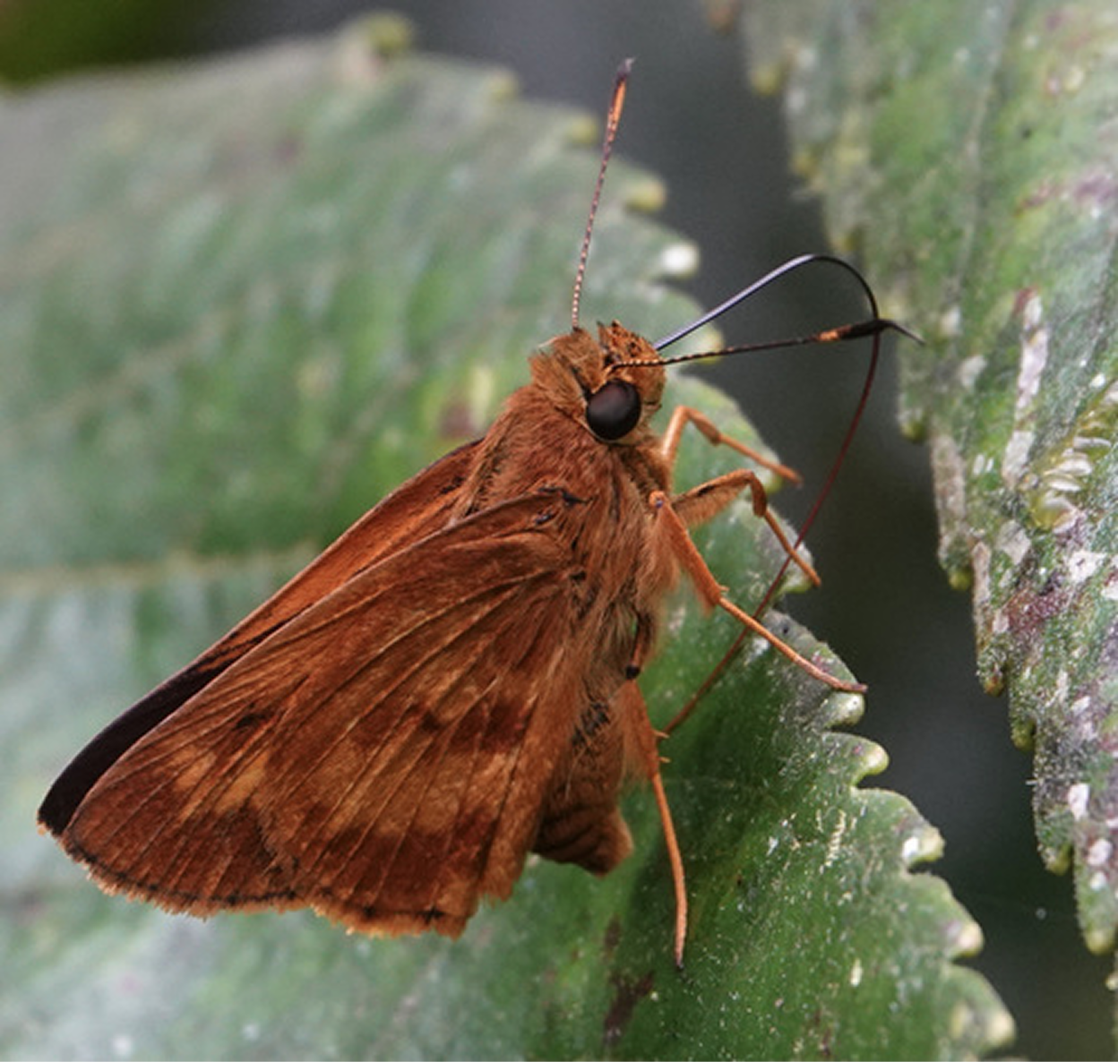 Close-up photograph of a small, fuzzy brown moth or skipper butterfly with broad wings resting on a green leaf. The insect has large black eyes and antennae curved backward over its head.
