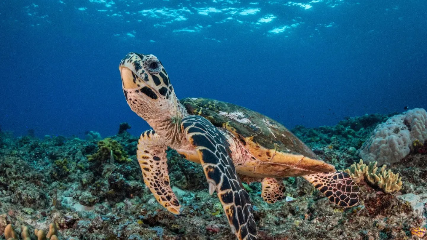 A turtle swimming upwards in the ocean, surrounded by coral on the seabed in the bottom half of the image and dark blue water above.