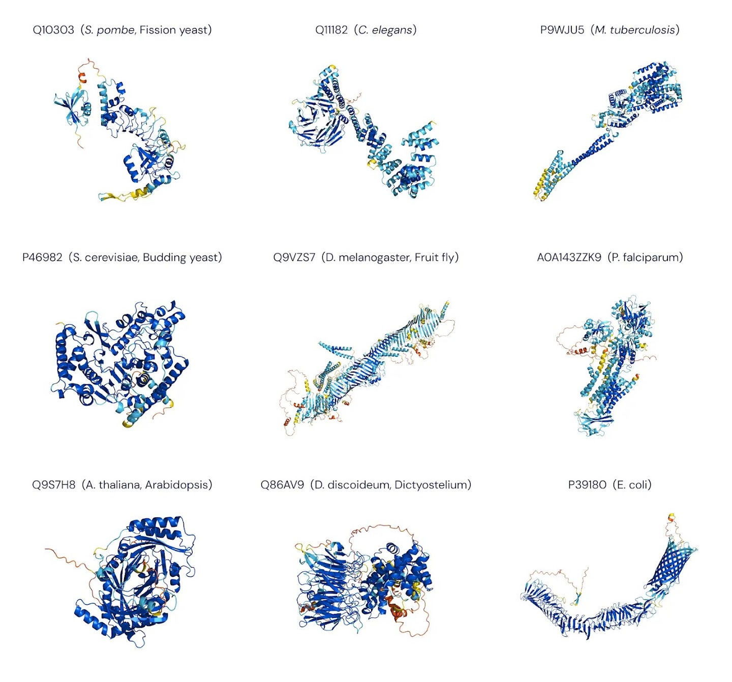 Nine AlphaFold DB predictions from a variety of organisms.